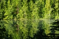 Alice Lake Provincial Park 'Stump Lake' 29_09_2011 (13)